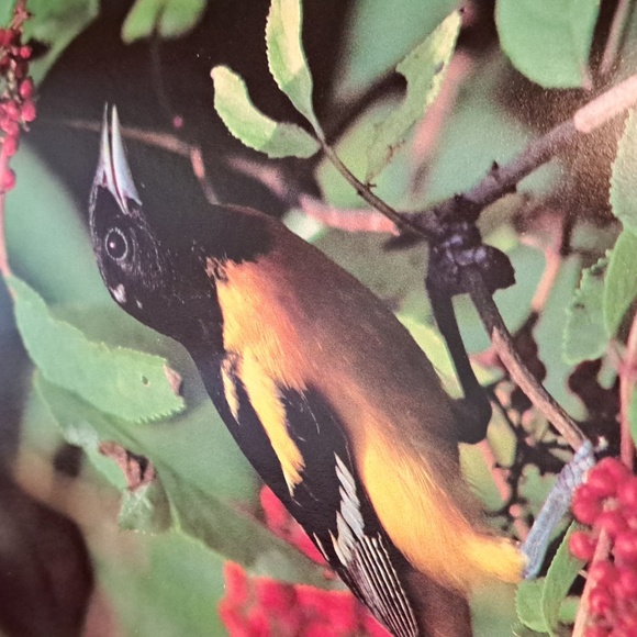 How to attract Birds/ BUNDLE ONLY 2or more items - Picture 14 of 16